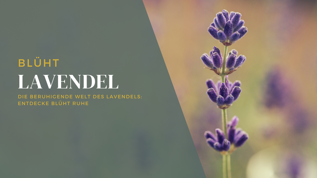 Die beruhigende Welt des Lavendels: Entdecke Blüht Ruhe